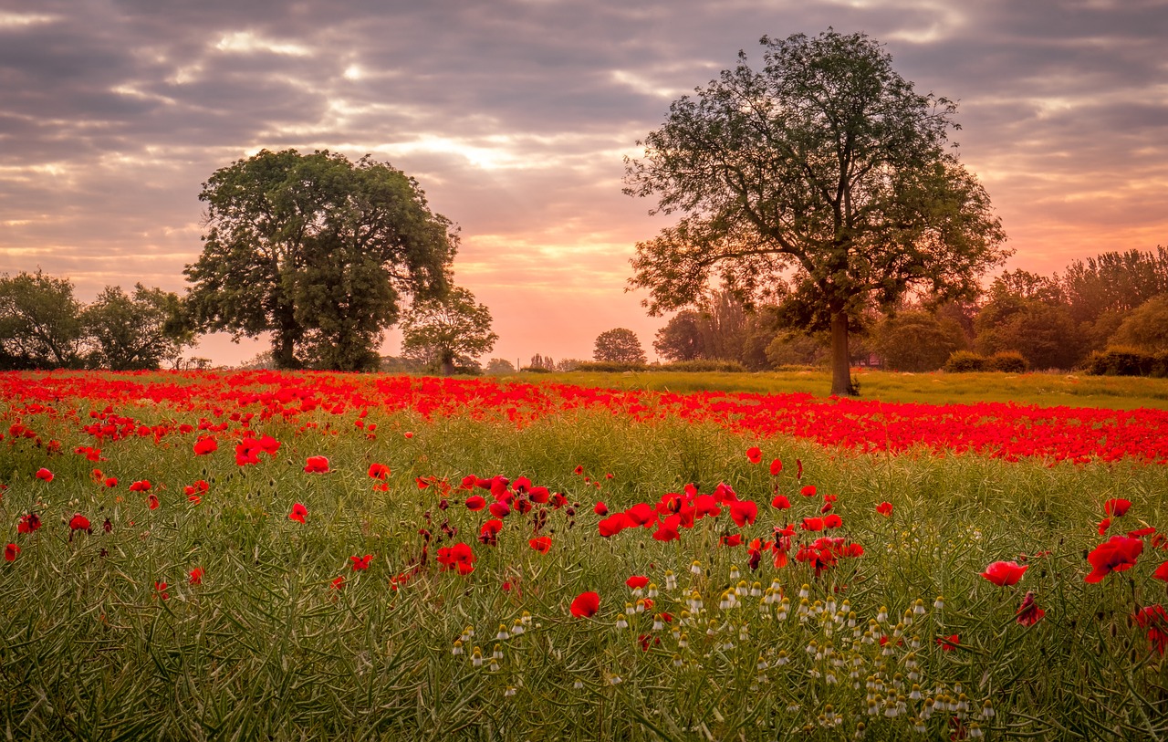 A poppy field with trees on the horizon, taken at dusk