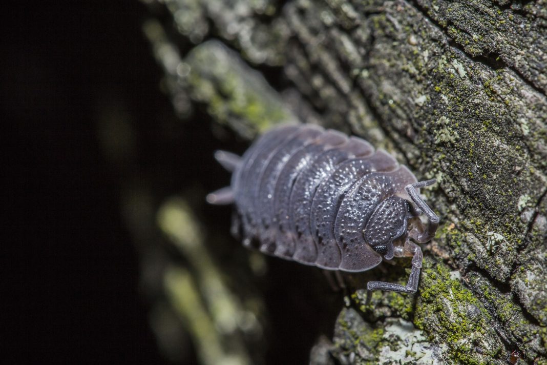 A woodlouse (known as a cheeselog by some) climbing across a bit of bark