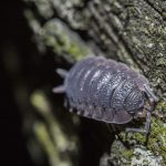 A woodlouse (known as a cheeselog by some) climbing across a bit of bark