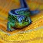 Lizard 5152663