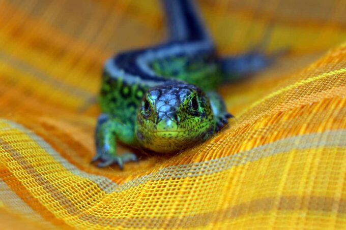 Lizard 5152663