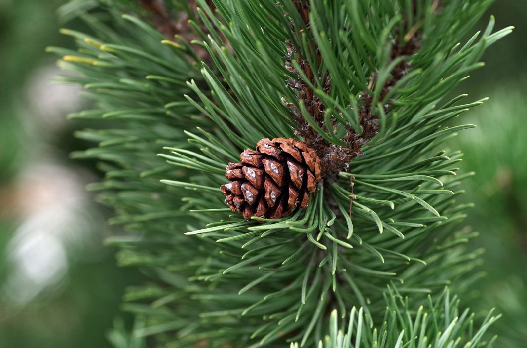 Caversham Court Gardens is holding a sale of Christmas trees of the Scots Pine variety. The picture shows a close up of a branch with a pine cone in the middle