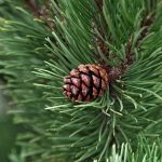 Caversham Court Gardens is holding a sale of Christmas trees of the Scots Pine variety. The picture shows a close up of a branch with a pine cone in the middle